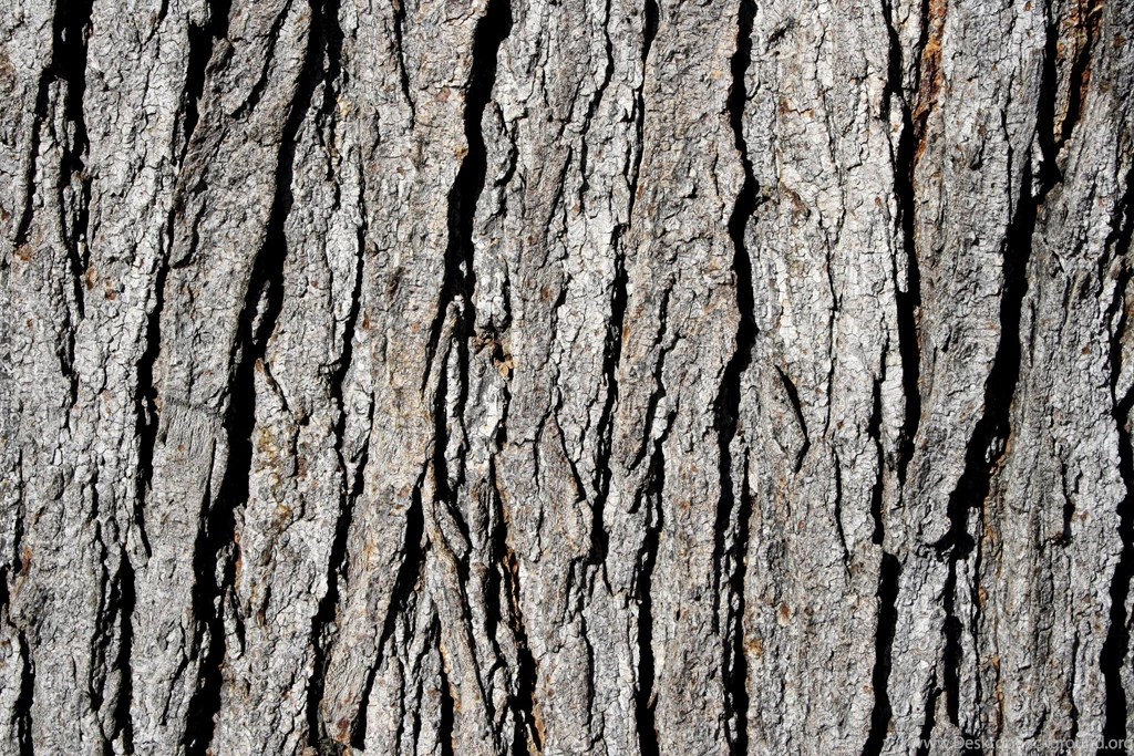 Old Tree Bark Texture Free Ipad Iphone Hd Wallpapers Free