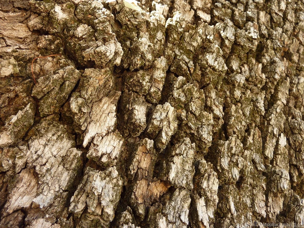 Tree Bark Wallpapers