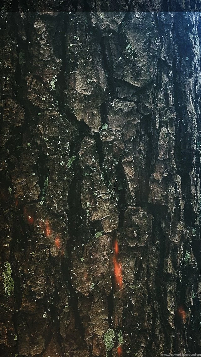Tree Bark iPhone 5 Wallpapers (640x1136)