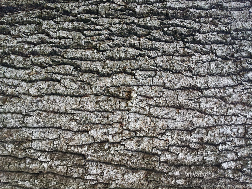Old Tree Bark Wallpapers Free Stock Photo Public Domain Pictures