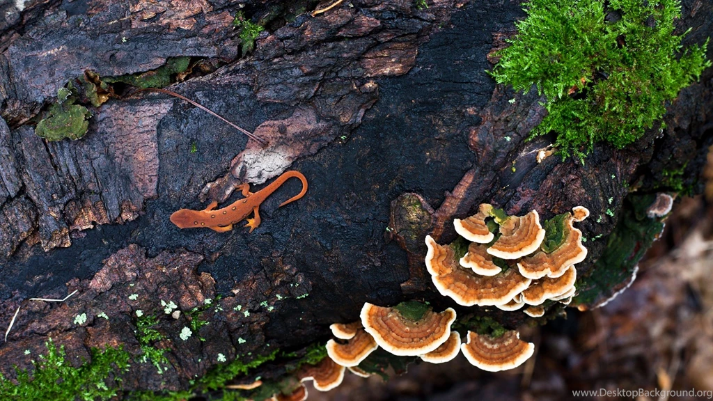 Download Wallpapers 1920x1080 Mushrooms, Moss, Tree, Lizard, Bark ...