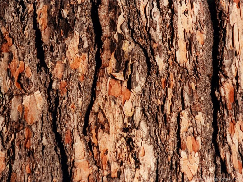 Tree Bark Backgrounds Wallpapers Wallpapers Photos Pictures