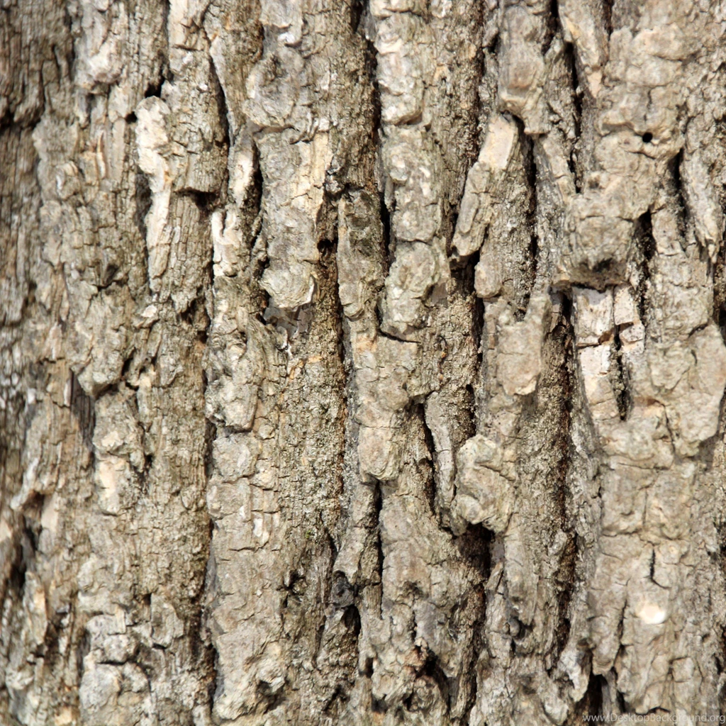 Tree Bark Texture iPad Wallpapers