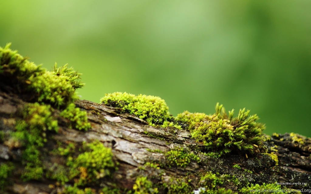 1920x1200 Wallpapers Bark With Moss Wallpaper Backgrounds