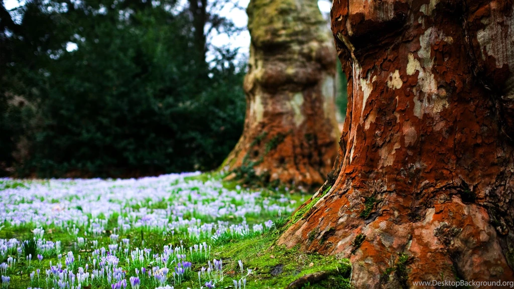 Download Wallpapers 1920x1080 Bark, Tree, Sprouts, Spring, Earth ...