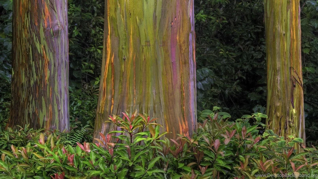 Bark Tree Colorful Tree Bark Nature HD Wallpapers, Desktop ...