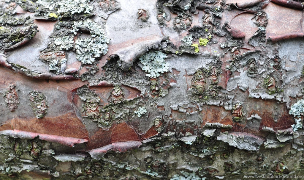 APPLE TREE BARK WALLPAPER (