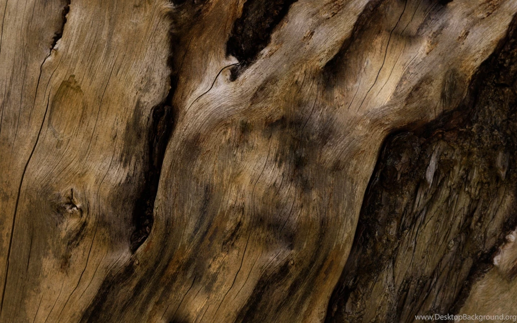 Old Tree Wood Bark Free Wallpapers HD