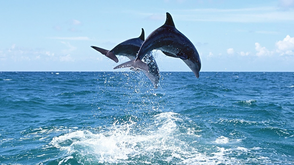 Dolphin Fish Photos Wallpapers HD