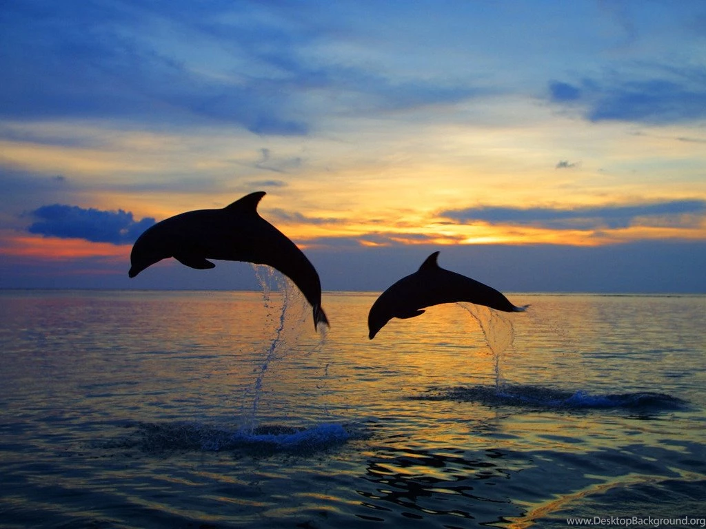 Dolphins Sunset Images Hd