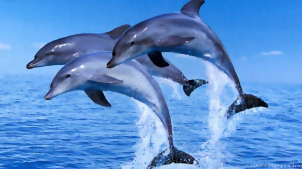 Dolphins: Dolphin Ocean Water Life Sun Gde Fon Phone Wallpapers ...