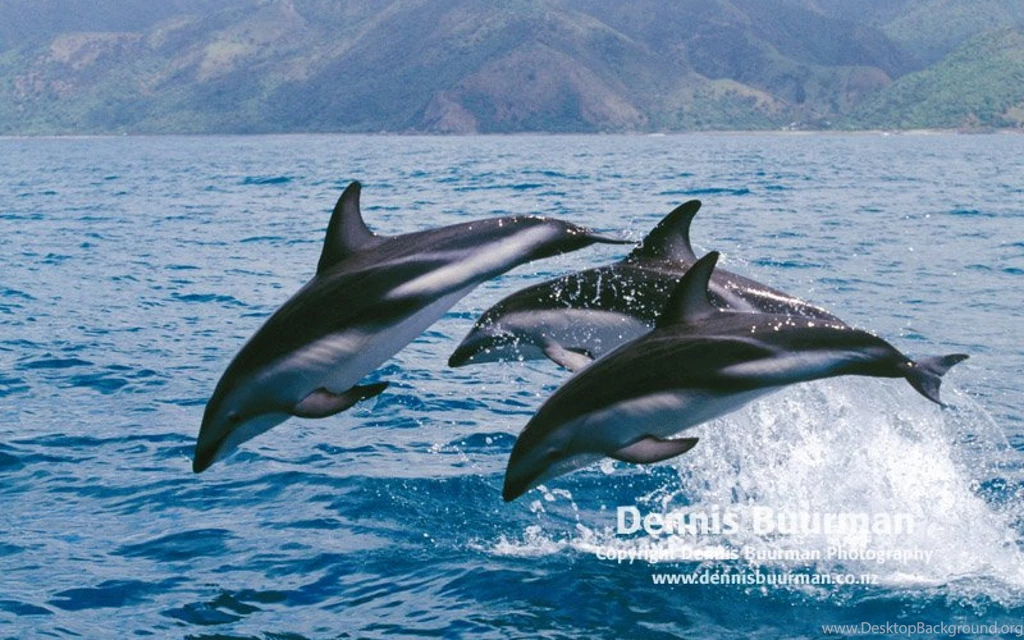 Iguana Wallpapers Picture Gallery