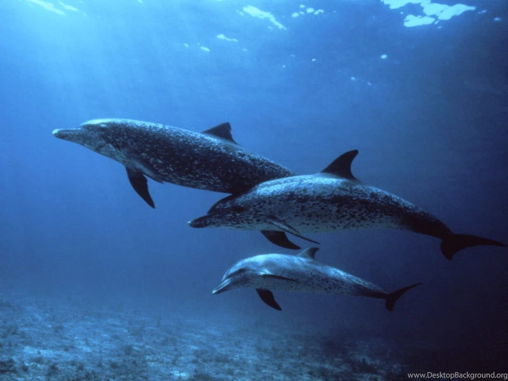 Animals: Dolphin, Picture Nr. 34322