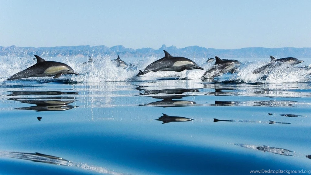 Dolphins Loving HD Wallpapers Download Dolphins Loving HD ...
