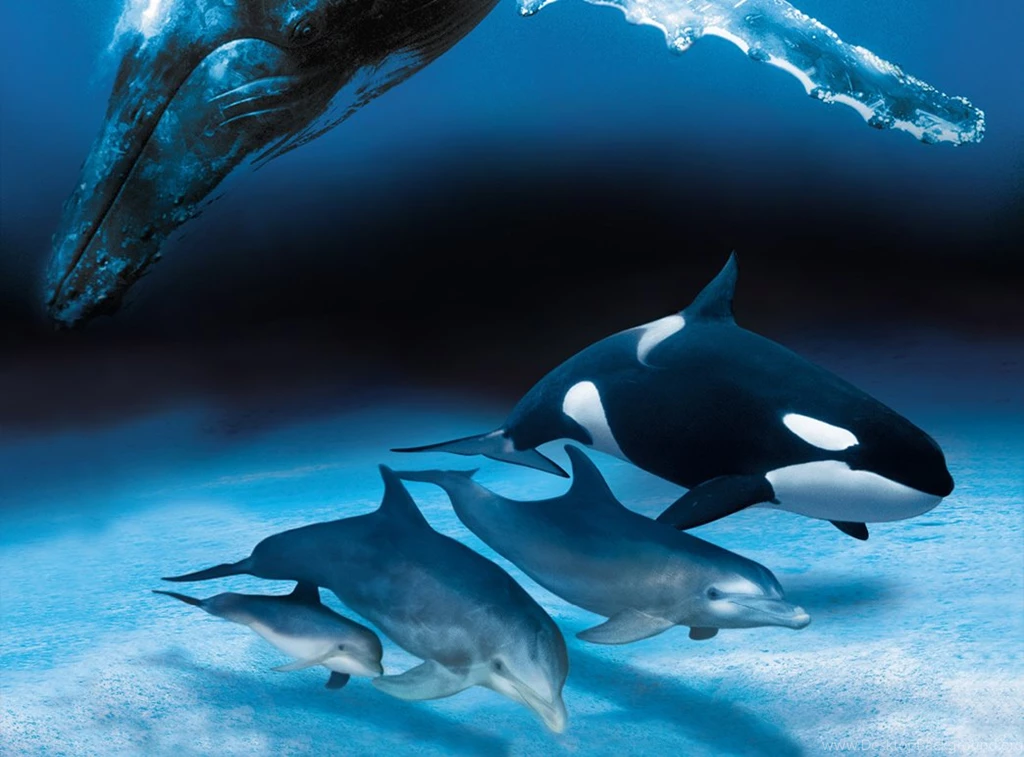 HD Wallpapers Of Dolphin Fishes PhotosJunction