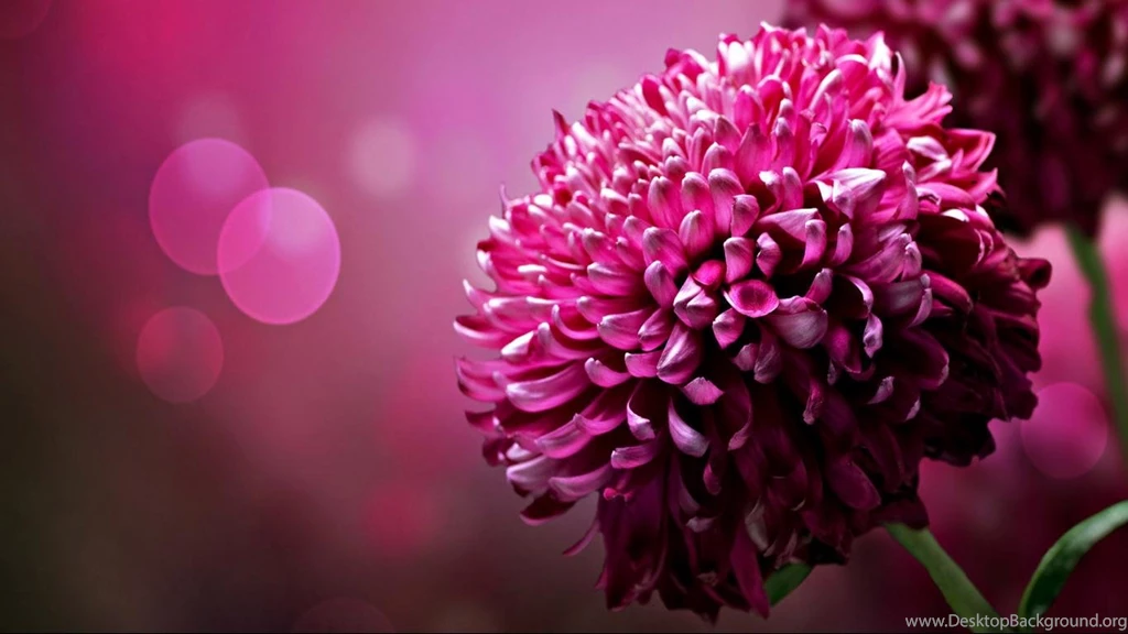 Purple Chrysanthemum Flowers Desktop Wallpapers 1366x768 Widescreen ...