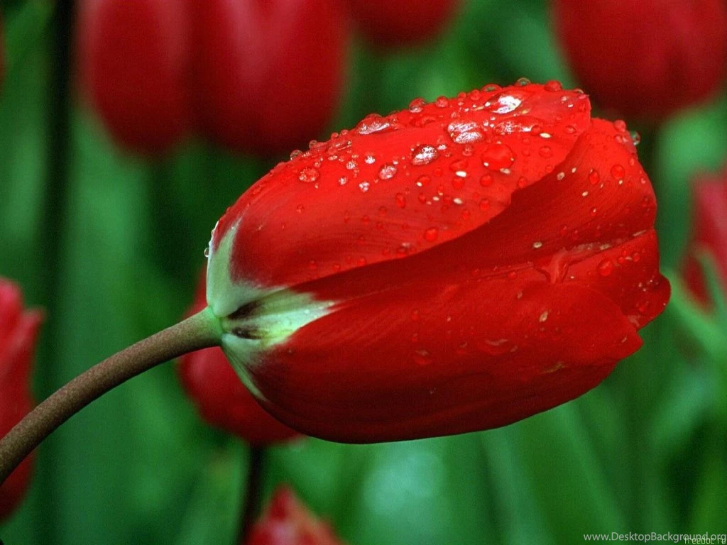 Red Rose 3 Wallpapers