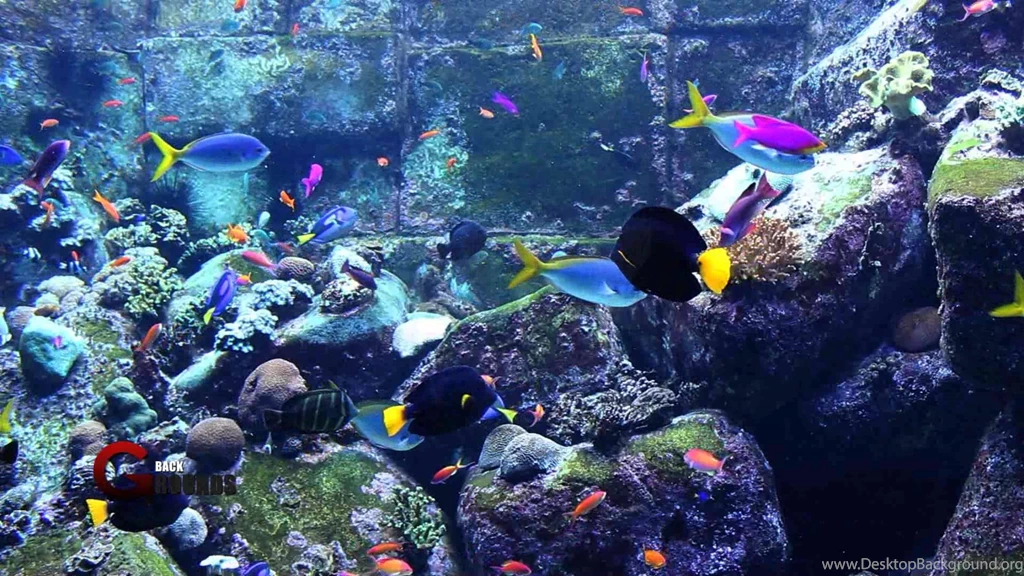 Hd Fish Tank Wallpapers Danasrhp.top