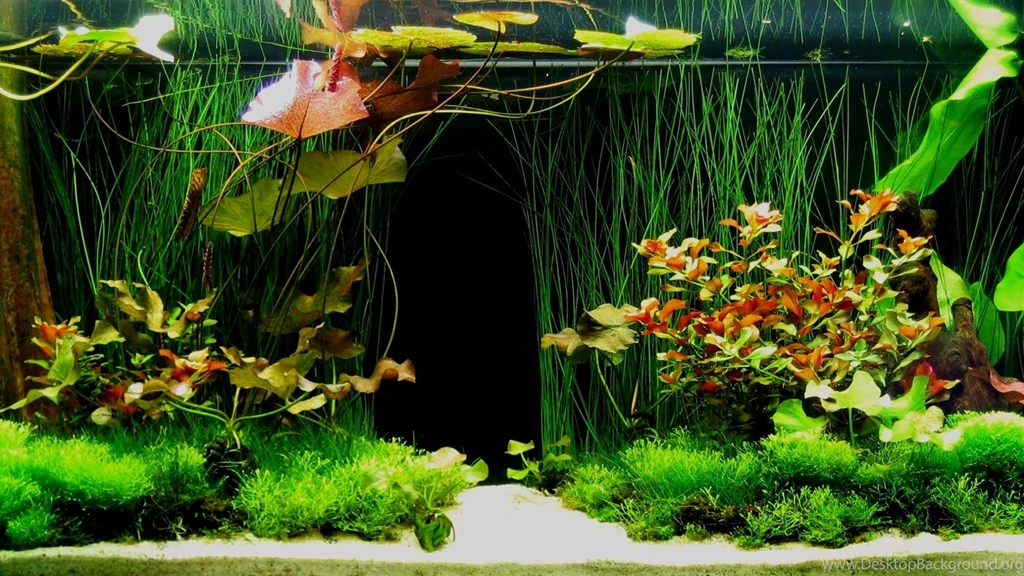 HD Aquarium Fish Tank 1080p Wallpapers Full Size HiReWallpapers 11694