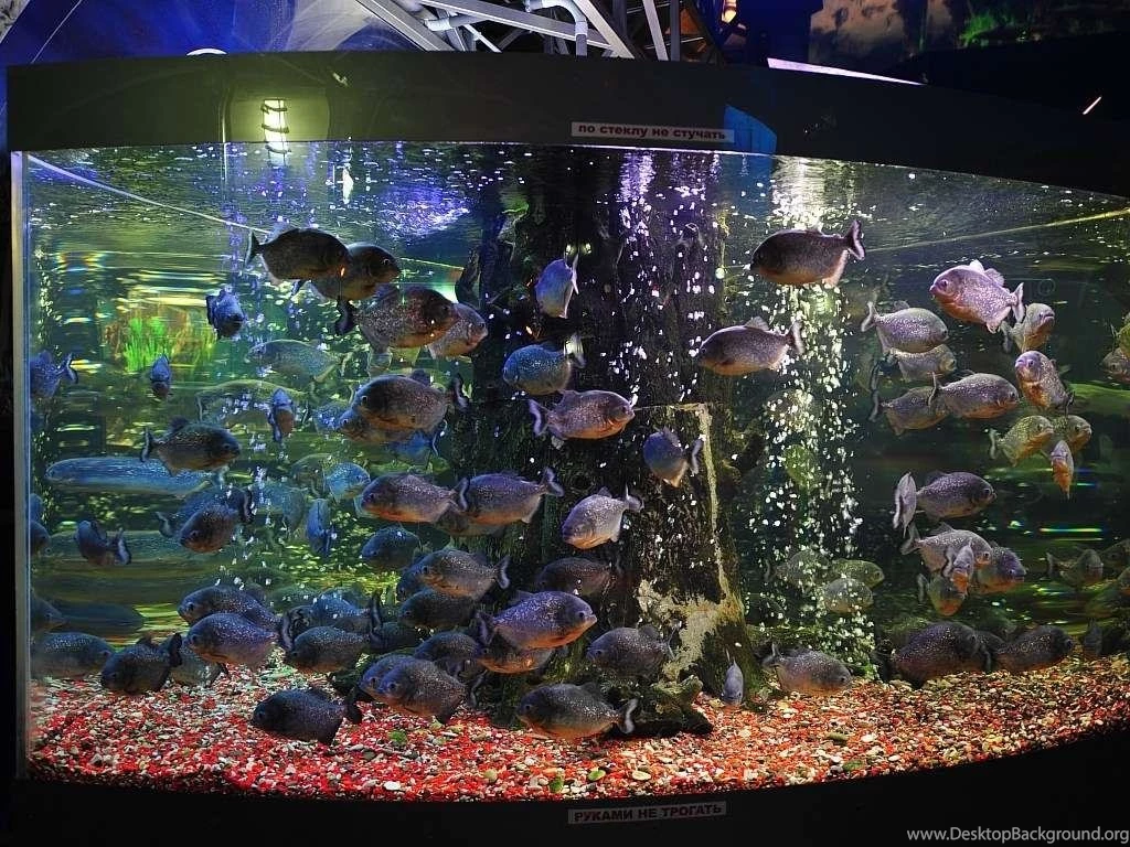 Aquarium Backgrounds Wallpapers Danasrhp.top