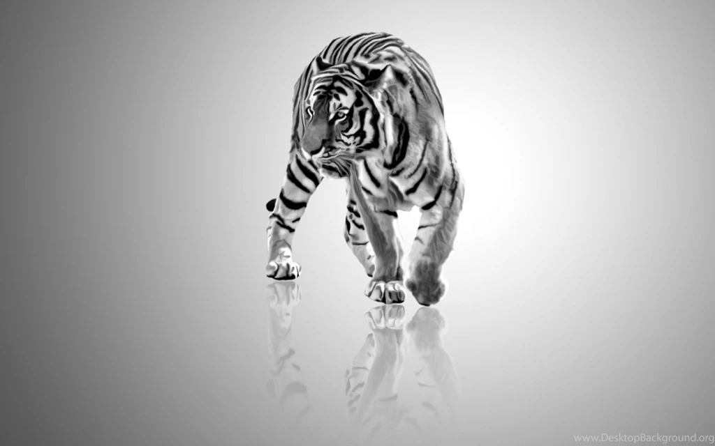 Free White Tiger Wallpapers Wallpapers Cave