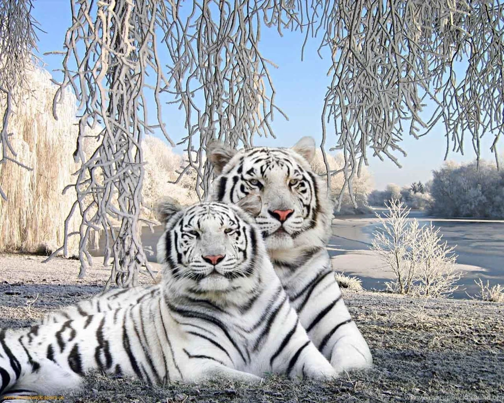 The White Tiger Wallpapers FN7