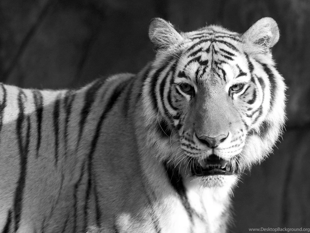 Animals & Birds Tigers Black And White Tiger HD Wallpaper. Black ...