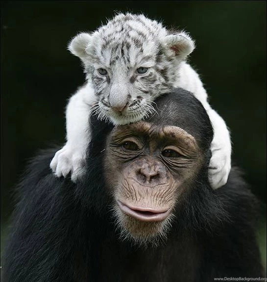 Baby White Tiger Wallpaper,Baby White Tiger Wallpapers,Baby White ...