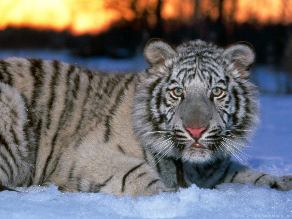 White Tiger Cub Wallpapers Download Free Tigers Wallpapers ...