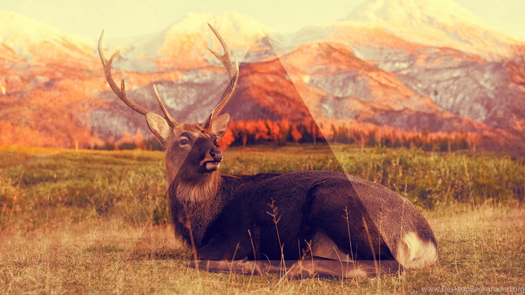 Hipster Art Wallpapers