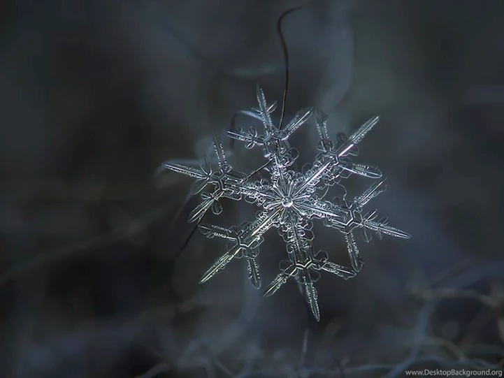 Beautiful Macro Photos Of Snowflakes As Free Wallpapers My ...