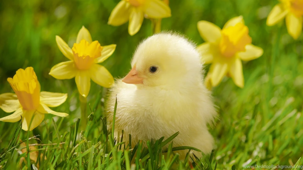 Beautiful Chick In Grass Download Free Hd Wallpapers Of Animal ...