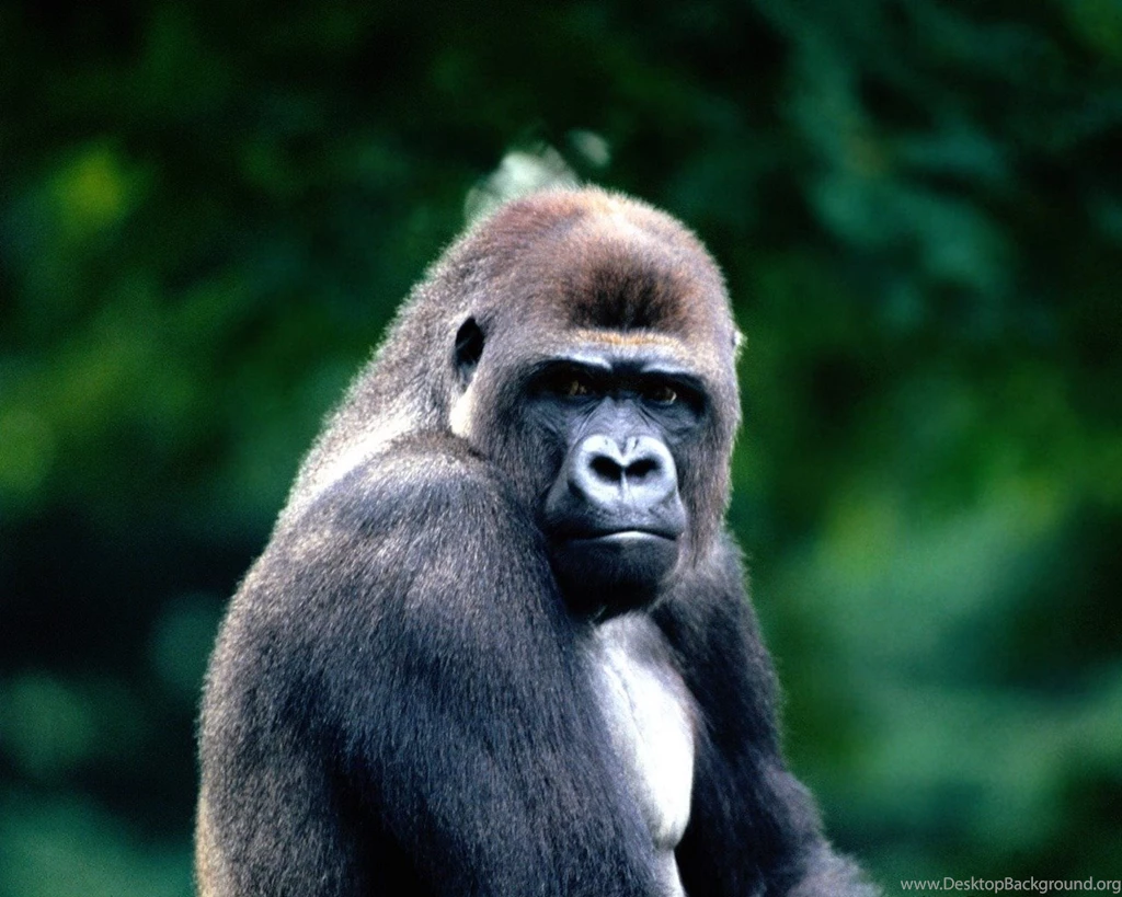 Animal Wallpapers For Mobile