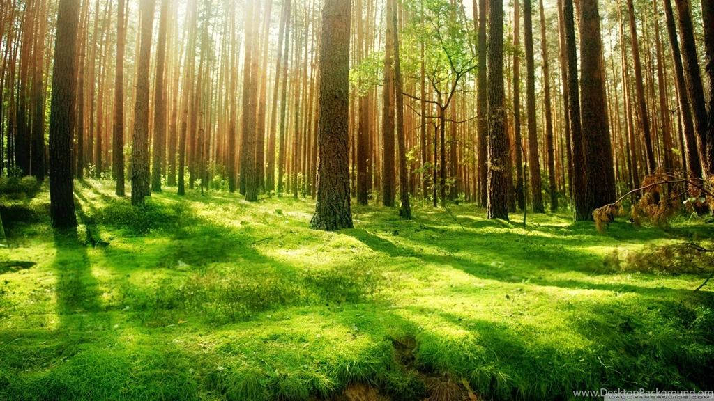 Beautiful Nature Wallpapers Cool Picture