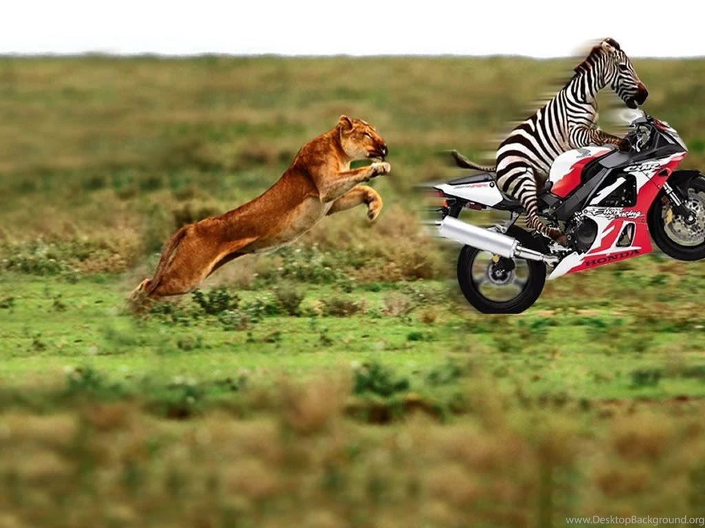 Funny Zebra Pictures