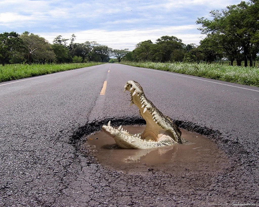 The Crocodile In A Hole On Road, Amphibious, Highway, Humour ...
