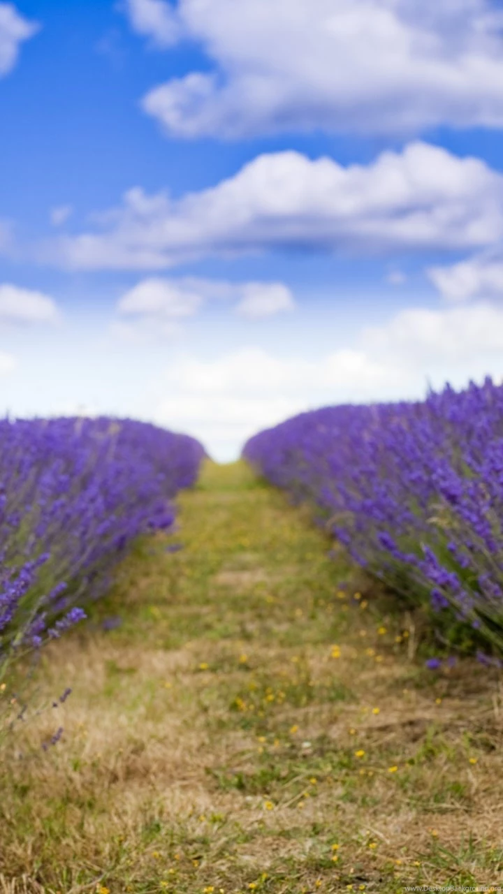 Lavender FieldSamsung Wallpapers Download