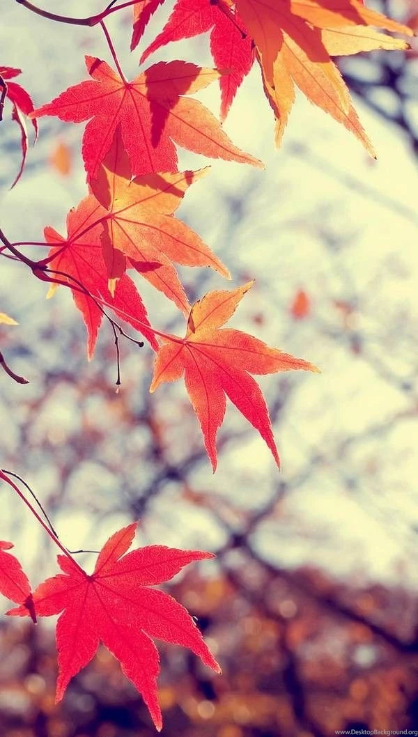 Wallpapers Free Download For Mobile Samsung