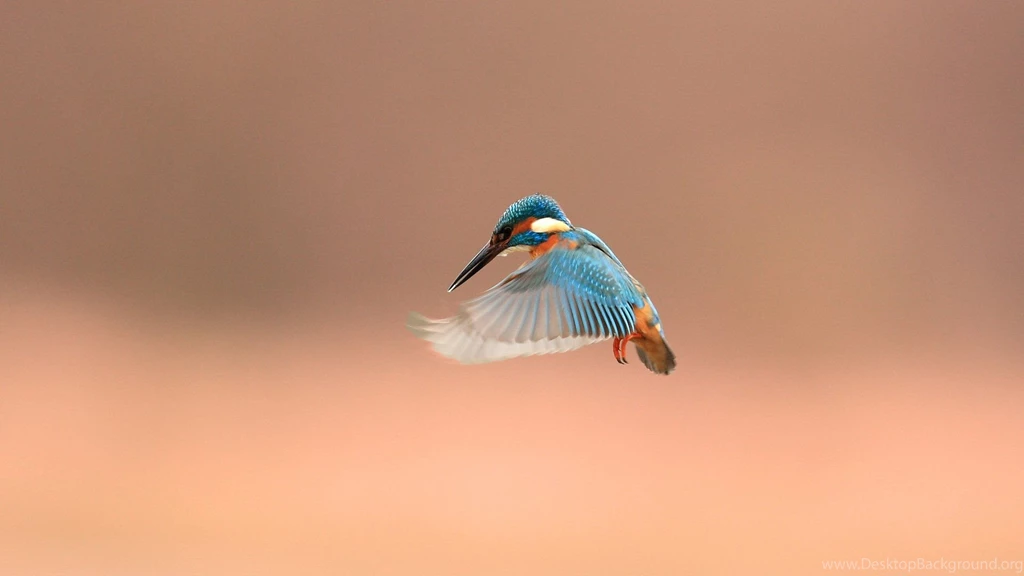 Kingfishers