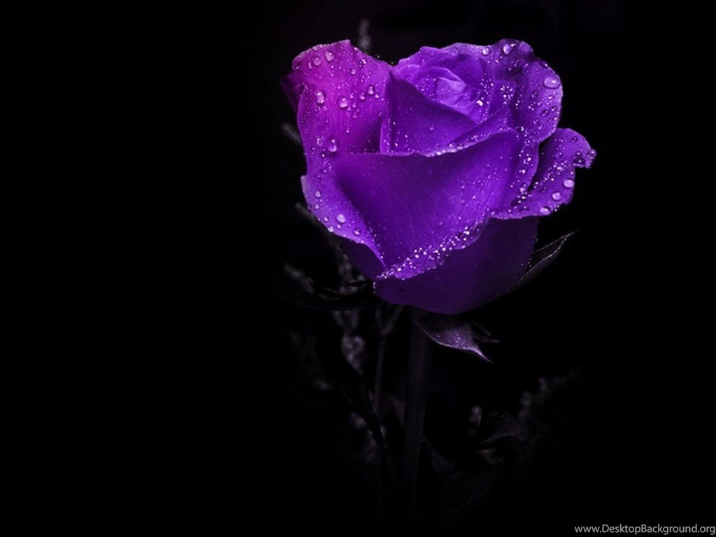 Flowers: Amazing Purple Rose Dark Splendid Beautiful HD Desktop ...