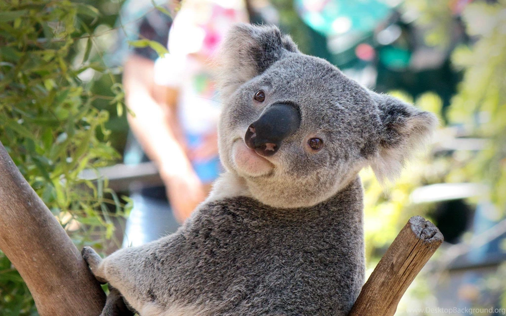 60 Beautiful And Cute Animal Wallpapers