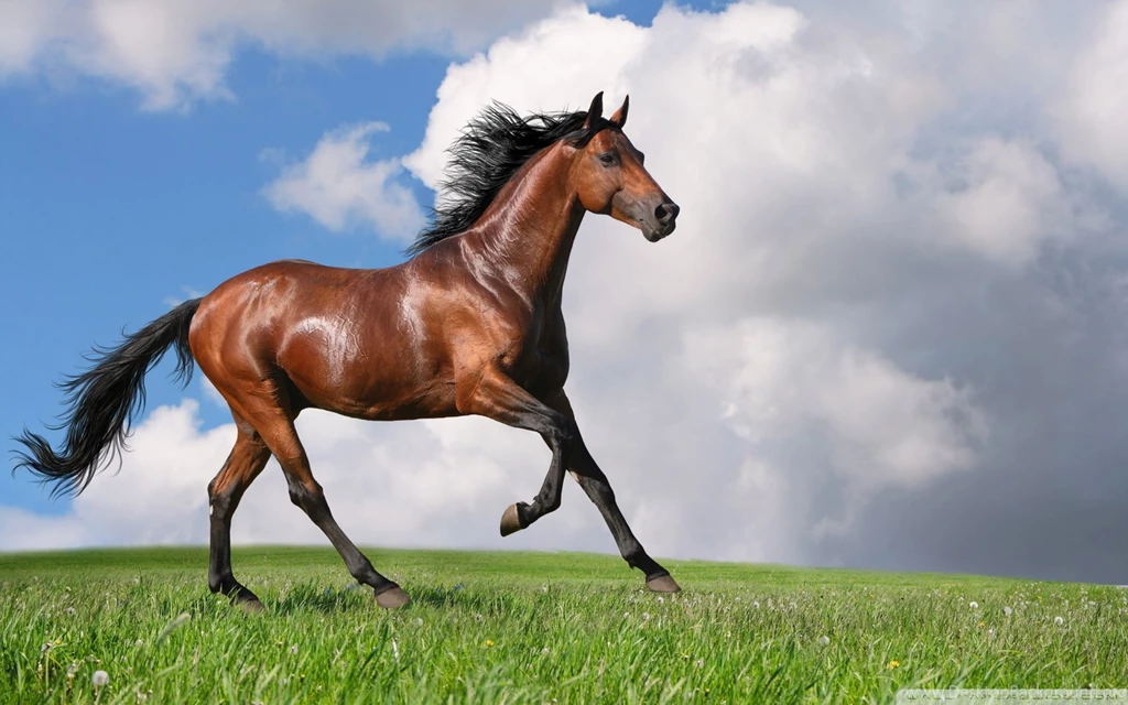 Running Horse HD Desktop Wallpapers : High Definition : Fullscreen ...
