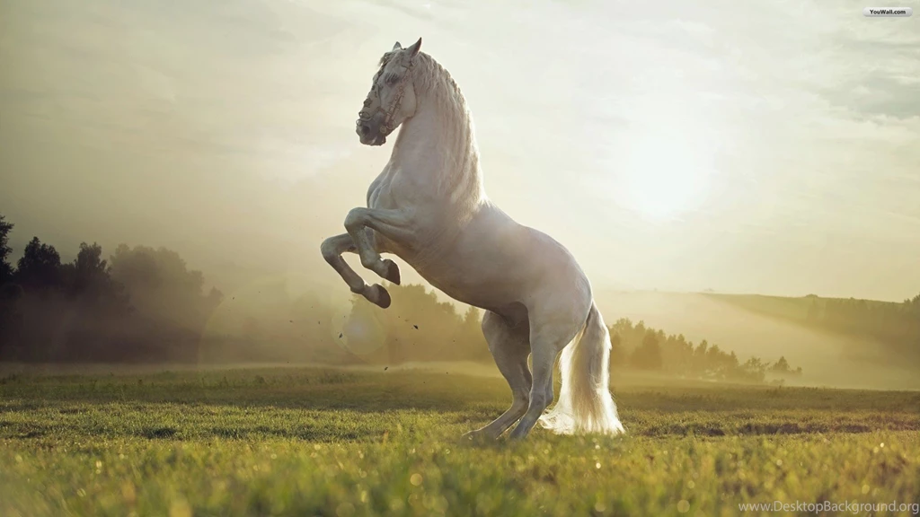 Horse In Water Animal Wallpapers