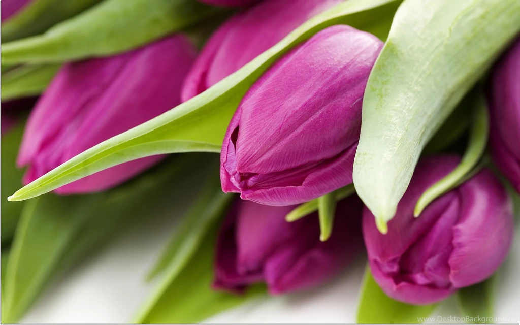Purple Tulips Wallpapers