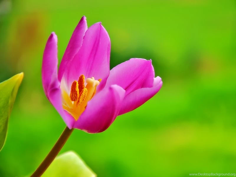 Purple And Pink Tulips Wallpapers