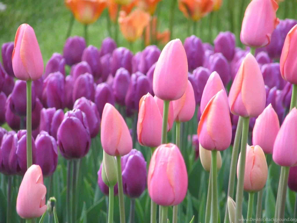 Tulip Flower Images