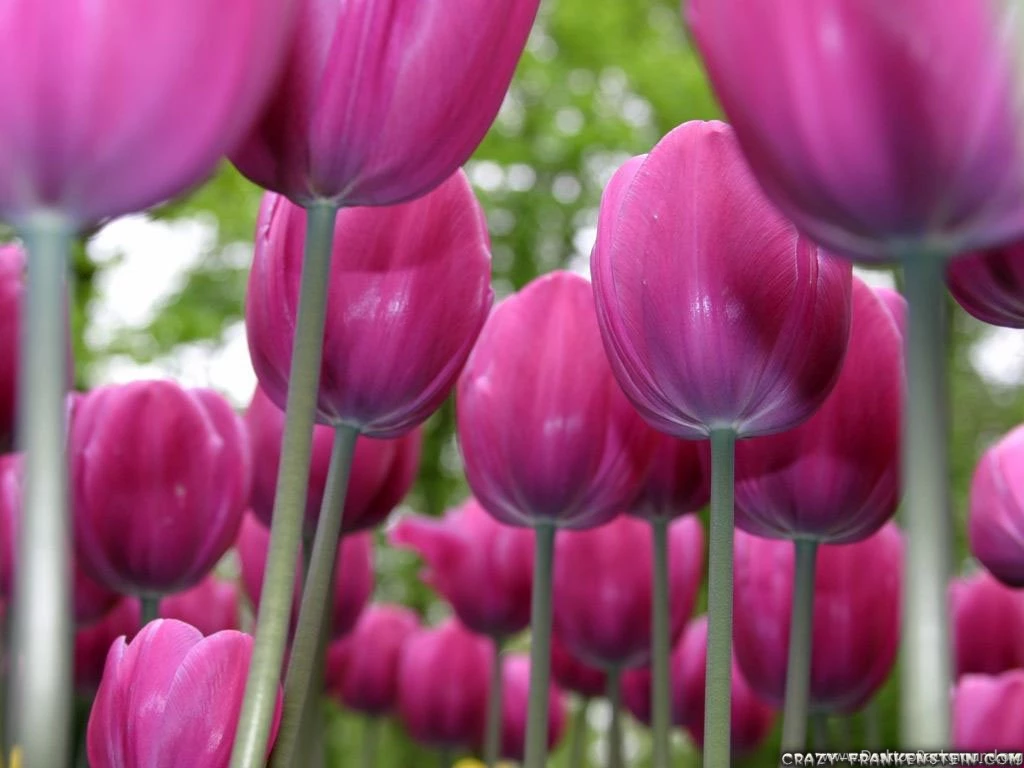 Tulips Flower Wallpapers Page 2 Crazy Frankenstein
