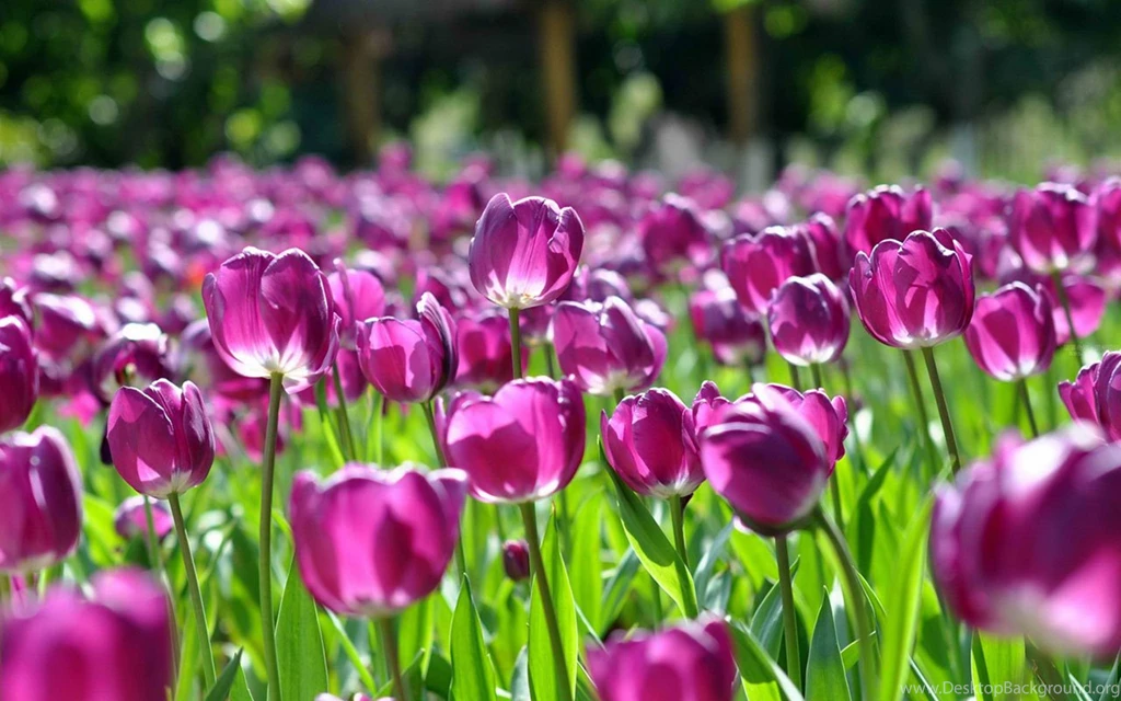 Purple Tulip Close up Wallpapers 3 - Flower Wallpapers Free ...