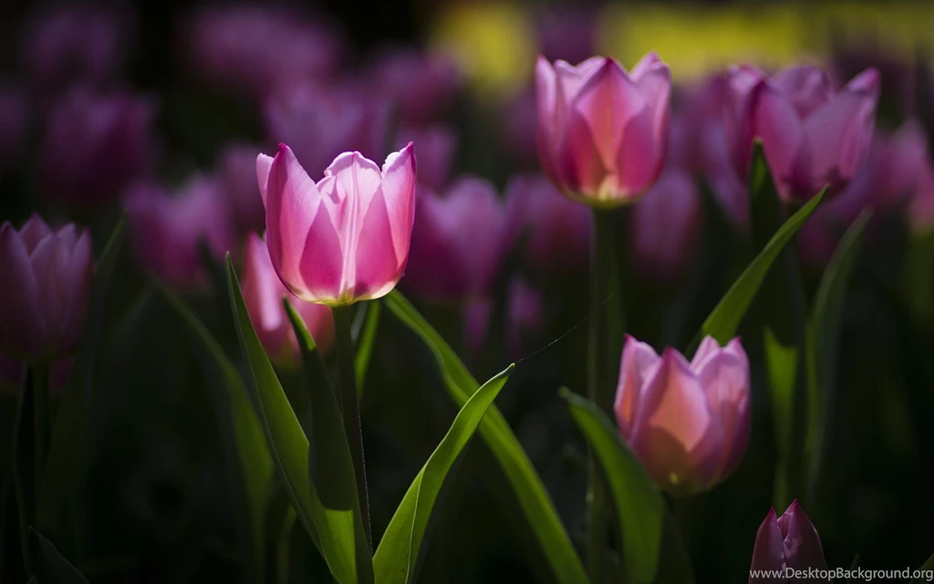 Purple Tulips Flower Wallpapers HD Download For Desktop