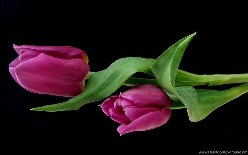 Beautiful Flowers Purple Tulips – Nature Flowers HD Desktop Wallpapers